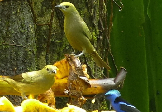 12-11-27-carolina-091