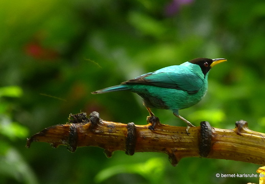 12-11-27-carolina-101