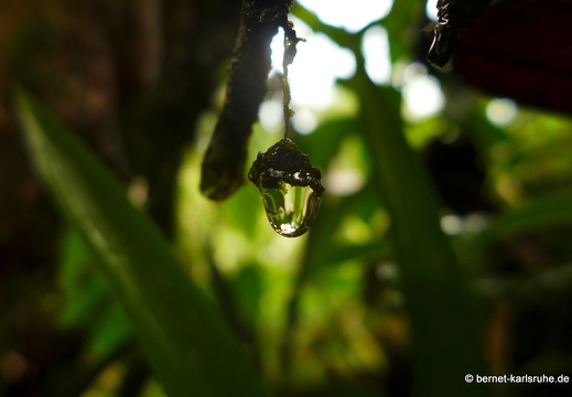 12-11-27-carolina-251