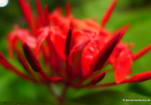 12-11-27-carolina-213