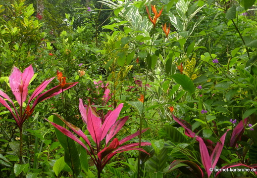 12-11-28-carolina-070