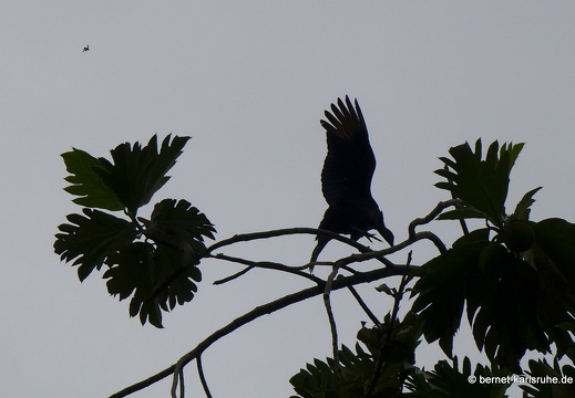 12-11-28-carolina-am-see-274