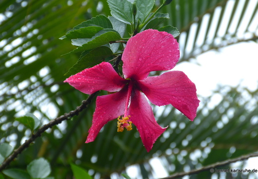 12-11-28-carolina-am-see-278