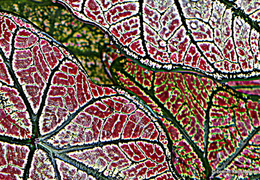 12-11-29-carolinalodge-039