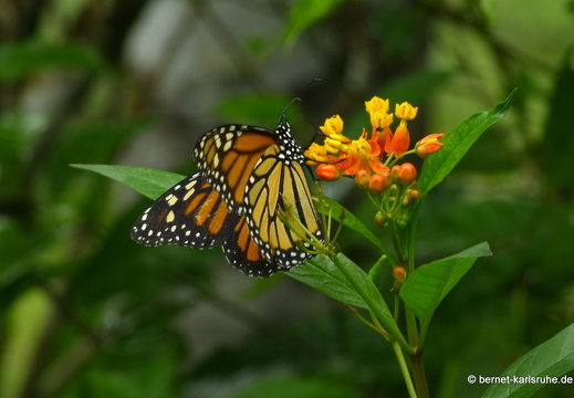 12-11-29-carolinalodge-053