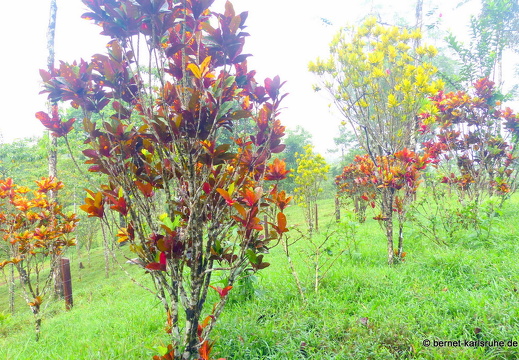 12-11-29-carolinalodge-059