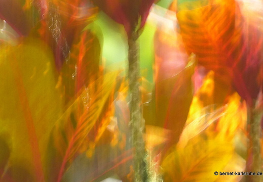 12-11-29-carolinalodge-070