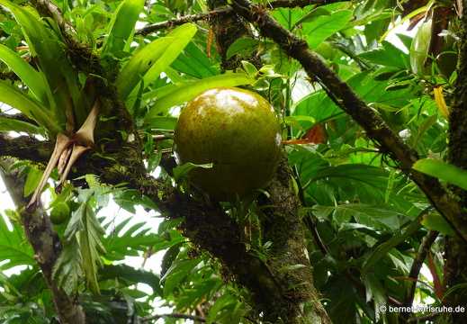 12-11-29-carolinalodge-120