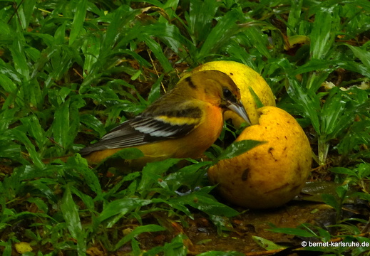 12-11-29-carolinalodge-164