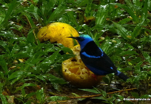 12-11-29-carolinalodge-168