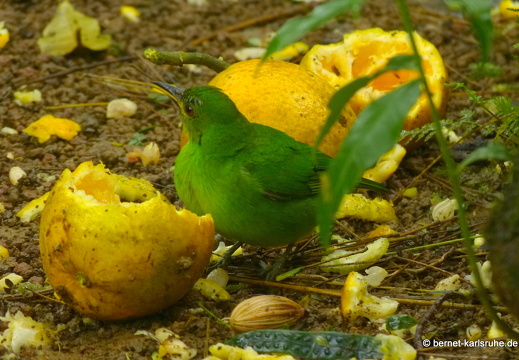 12-11-29-carolinalodge-199