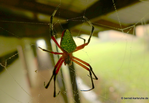 12-11-30-carolina-fahrt-tenorio-040