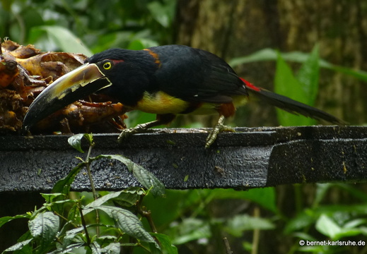 12-11-30-carolinalodge-048