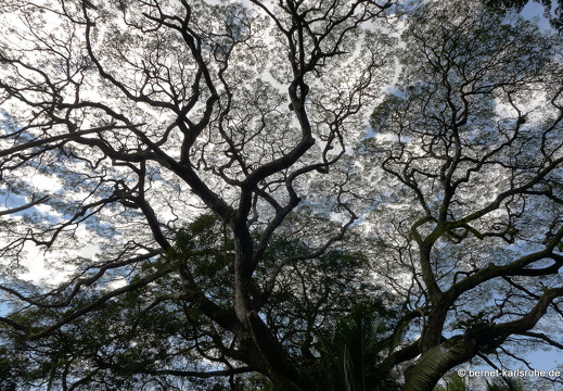 12-12-01-canascastilla-006