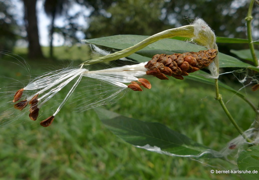 12-12-02-canascastilla-