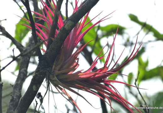 12-12-02-canascastilla-015