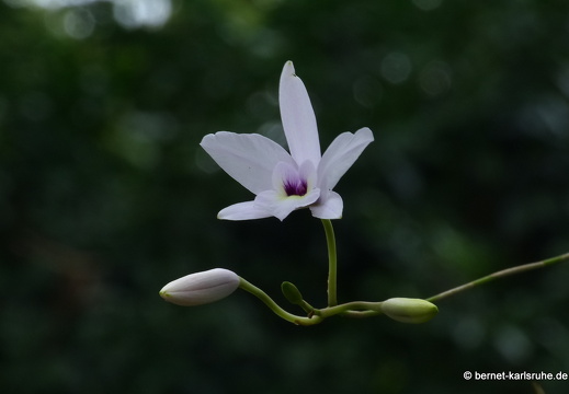 12-12-02-canascastilla-107