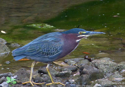 12-12-02-canascastilla-130