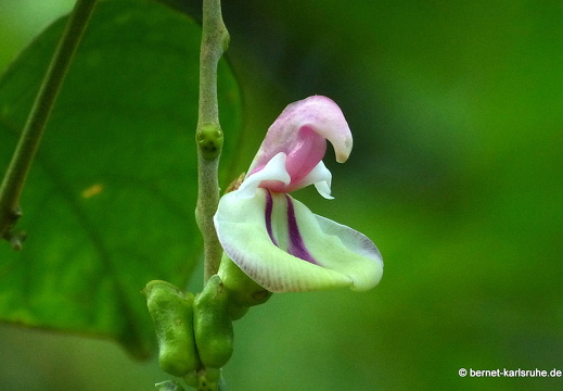 12-12-02-canascastilla-137