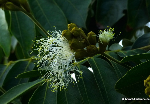 12-12-02-canascastilla-159