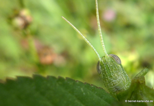 12-12-02-canascastilla-178