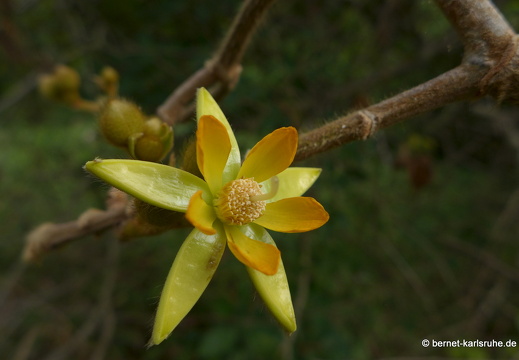 12-12-02-canascastilla-180