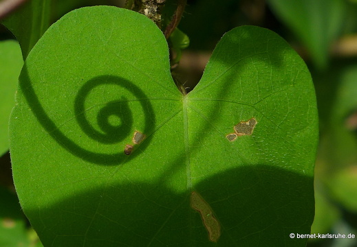 12-12-02-canascastilla-194