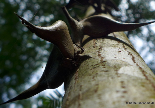 12-12-02-canascastilla-196