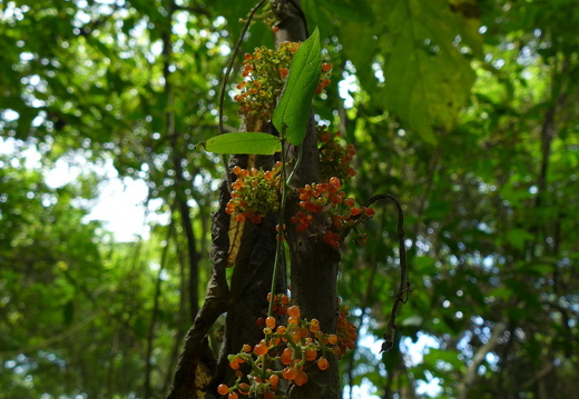 12-12-02-canascastilla-197
