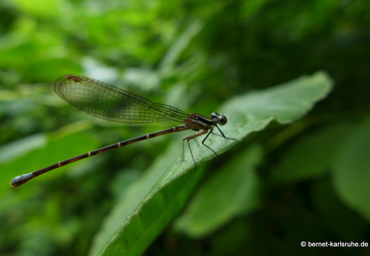 12-12-02-canascastilla-200