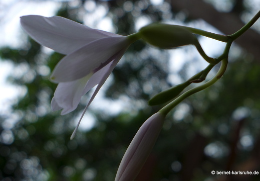 12-12-02-canascastilla-213