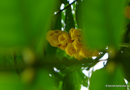 12-12-02-canascastilla-215