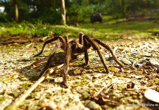 12-12-02-canascastilla-tarantel-163