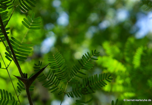 12-12-03-canascastilla-057