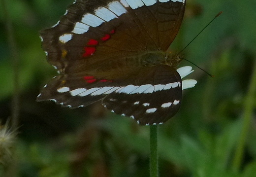12-12-03-canascastilla-109
