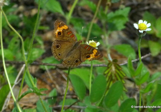 12-12-03-canascastilla-111
