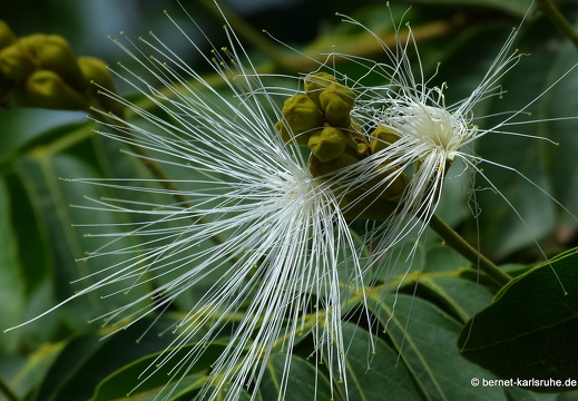 12-12-03-canascastilla-115