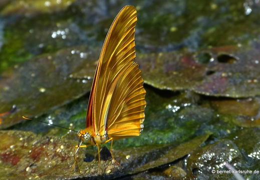 12-12-03-canascastilla-210