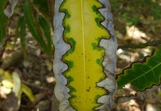 12-12-03-canascastilla-245