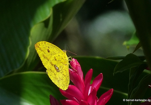 12-12-03-canascastilla-291