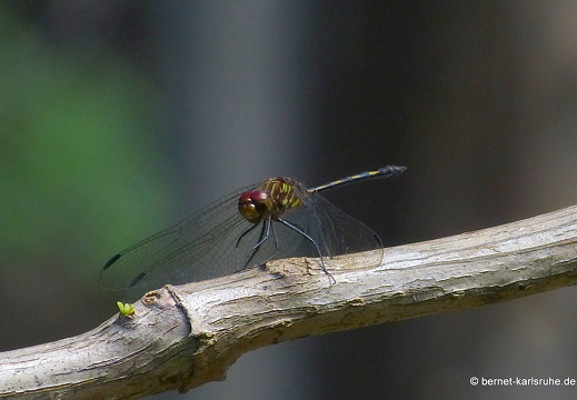 12-12-03-canascastilla-299