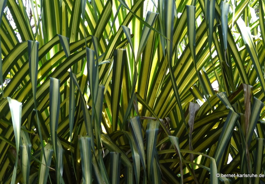 12-12-03-canascastilla-302