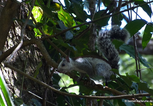 12-12-03-canascastilla-costaricahoernchen-310