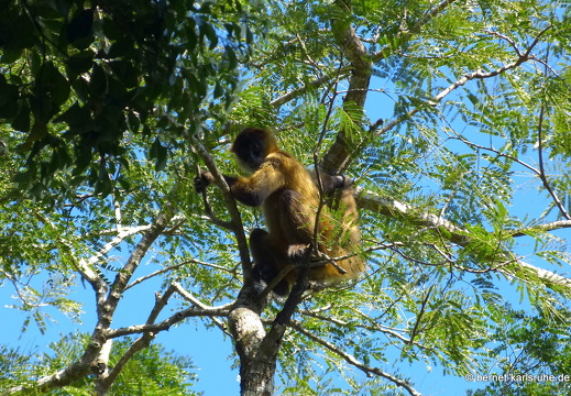 12-12-03-canascastilla-gelberweg-klammeraffe-373