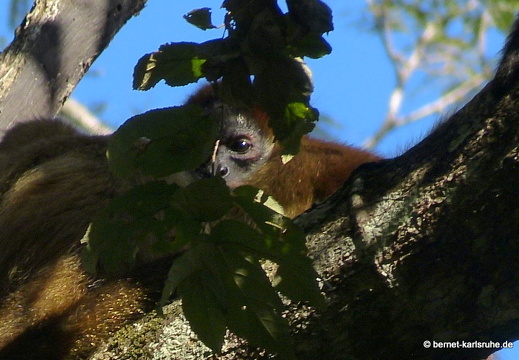 12-12-03-canascastilla-gelberweg-klammeraffe-375