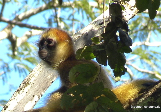 12-12-03-canascastilla-gelberweg-klammeraffe-376