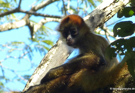 12-12-03-canascastilla-gelberweg-klammeraffe-377