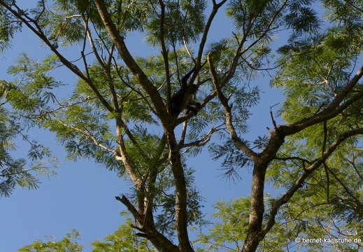 12-12-03-canascastilla-gelberweg-klammeraffe-379