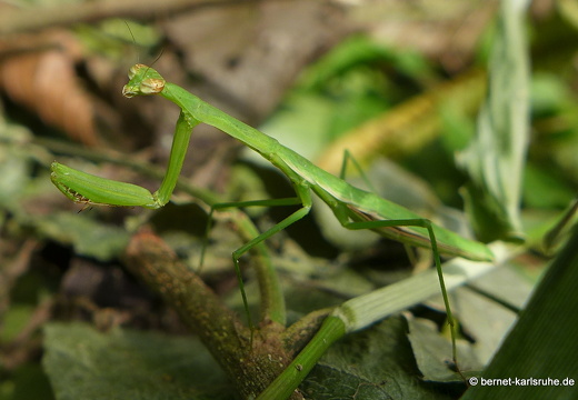 12-12-03-canascastilla-gottesanbeterin-100