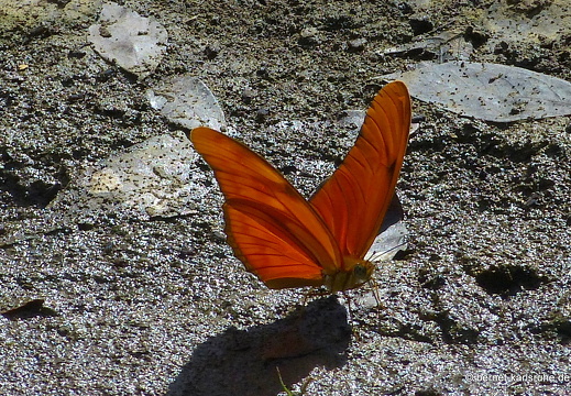 12-12-03-canascastilla-julia-schmetterling-152